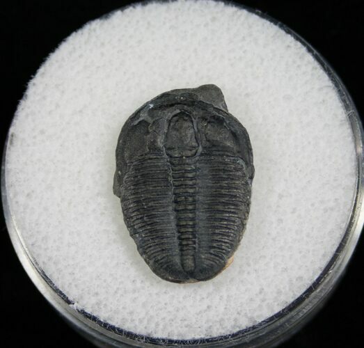/ Elrathia Trilobite Fossil - Utah #6695